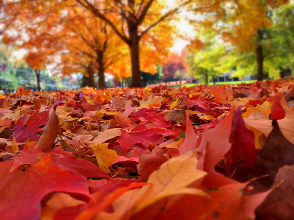 Fall Is Waiting Time